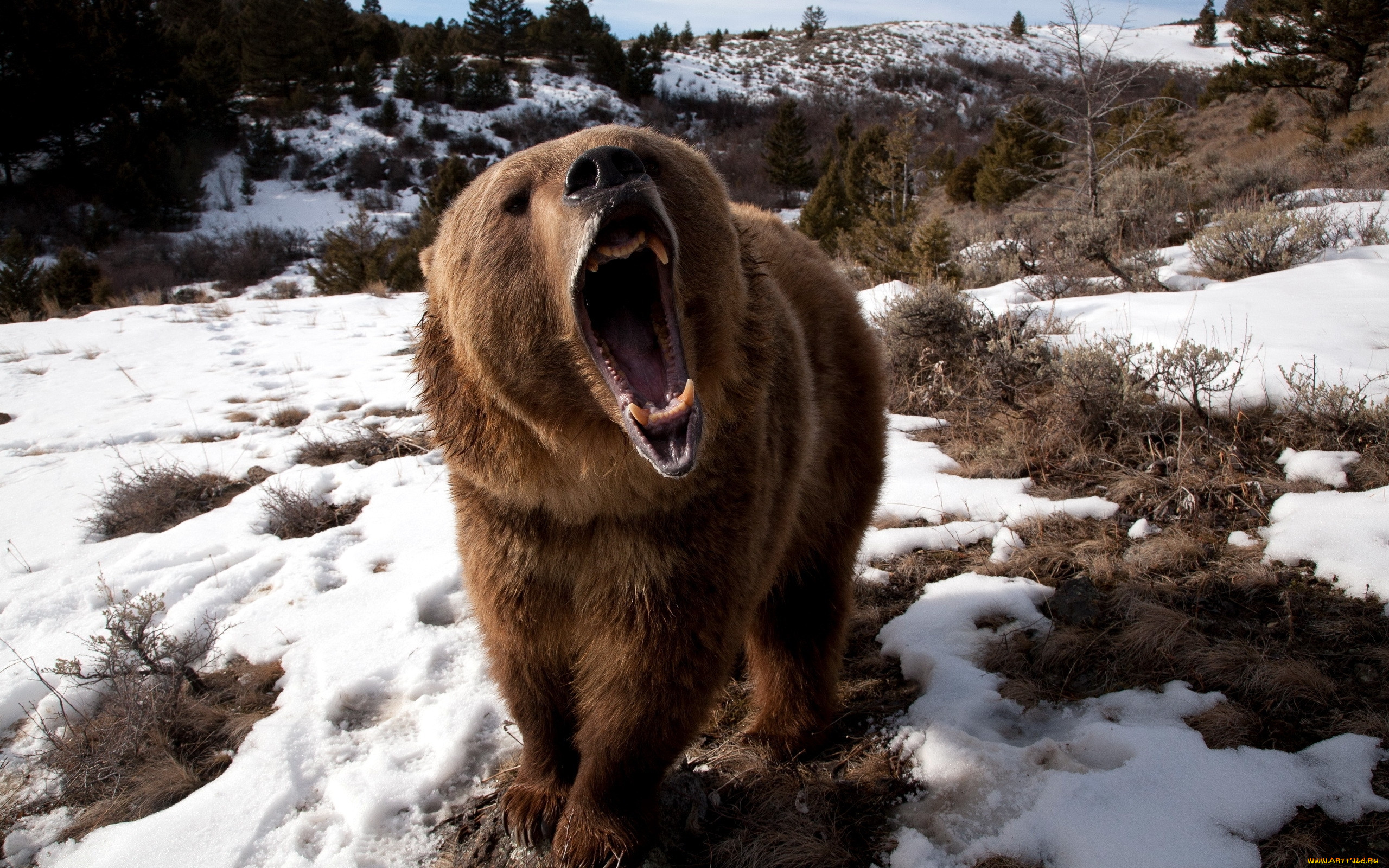 angry, grizzly, bear, , , , , , , 